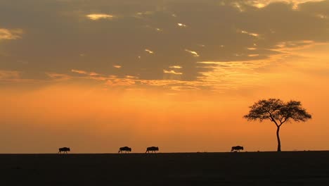 Silhouette-Von-Gnus,-Die-Bei-Sonnenaufgang-An-Einem-Schönen-Frühen-Morgen-Durch-Den-Afrikanischen-Savannen-Nationalpark-Der-Serengeti-Gehen