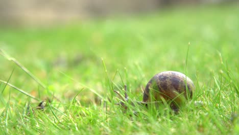 Snail-Sliding-Slowly-Along-The-Grass