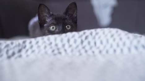 a-baby-black-cat-looks-for-prey-and-its-pupils-dilate