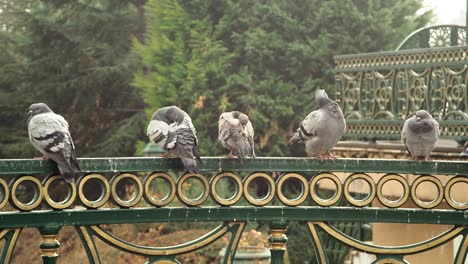 Pigeons-Perched-on-the-Bridge-Railing