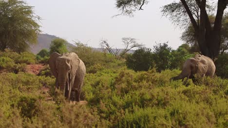 Two-beautiful-African-elephants-slowly-and-peacefully-walking-along-green-trees-and-bushes-in-Serengeti-savanna-on-hot-dry-summer-day