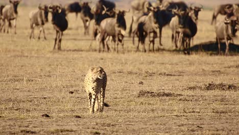 Lone-Cheetah-walking-in-Serengeti-African-savanna-national-park-in-front-of-large-herd-of-wildebeests,-Kenya