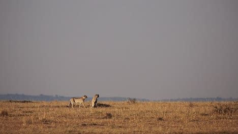 Two-curious-cheetahs-walking-along-the-hot-Serengeti-African-savanna-grassland-in-Kenya-on-a-dry-summer-day,-long-shot