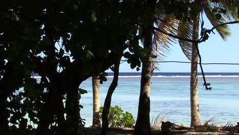árboles-Y-El-Océano-En-Rarotonga,-Islas-Cook