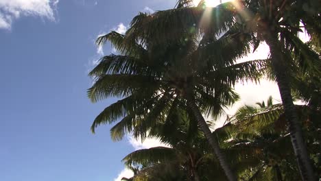 Coconut-palm-trees,-blue-sky-and-sun-rays-passing-through-the-leaves,-filmed-in-Rarotonga,-Cook-Islands