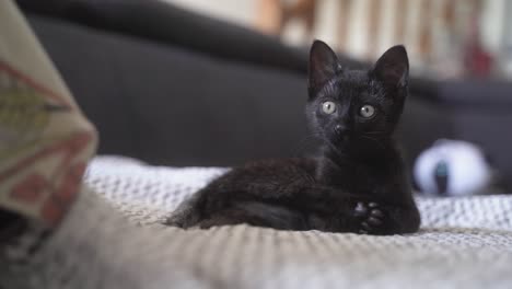 Gato-Bebé-Negro-Lamiéndose