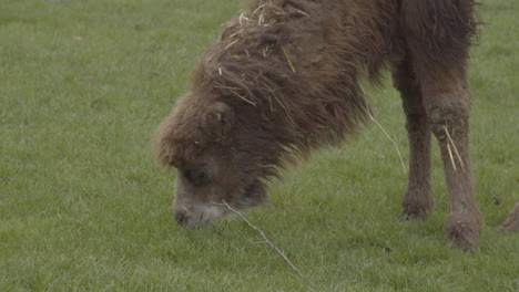 Close-up-of-camel-eating-grass