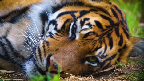 Sumatra-Tiger-Blinzelt-Und-Schaut-Direkt-Direkt-In-Die-Kamera,-Während-Er-Entspannt-Auf-Dem-Boden-In-Einem-Dschungelwald-Liegt,-Aus-Nächster-Nähe