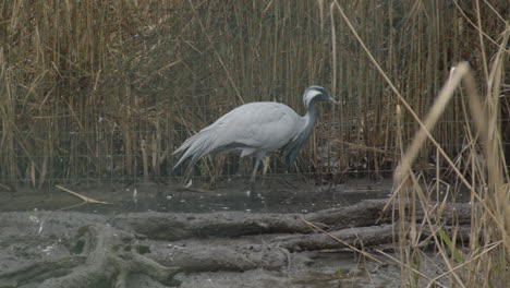 close-shot-of-two-common-crane-birds-walking-around-on-a-muddy-ground
