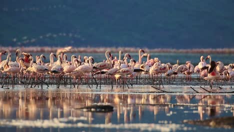 Large-group-of-beautiful-flamingos-gathering-by-a-reflective-lake-during-sunset-in-Kenya,-Africa