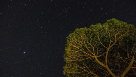 Looping-time-lapse-of-stars-moving-back-and-forth-across-sky-behind-tree