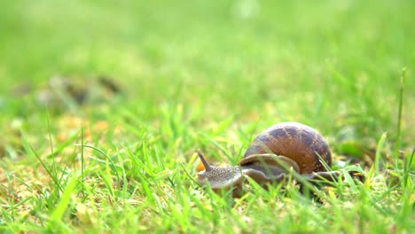 Large-Garden-Snail-Sliding-Along-Garden