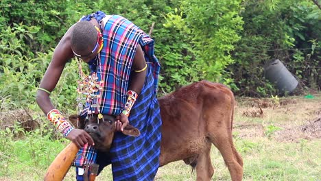 Hombre-Masai-Luchando-Por-Alimentar-A-Su-Ternero