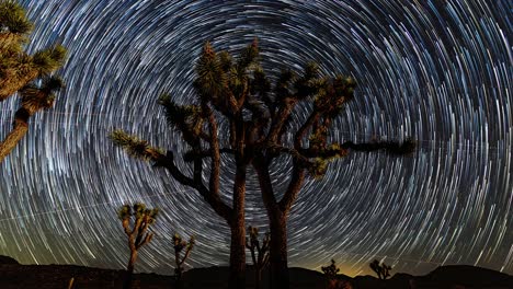 Beautiful-galaxy-star-trails-spinning-in-circle-around-north-star-in-night-sky-with-unique-shaped-Joshua-tree
