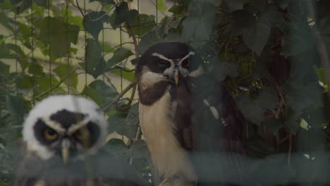 close-up-of-two-Captive-Brown-Wood-Owls-looking-at-camera