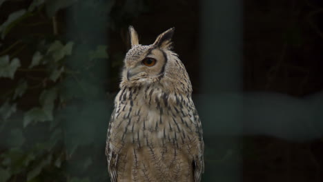 Close-up-of-Indian-eagle-owl-sitting-on-branch-in-large-bird-cage