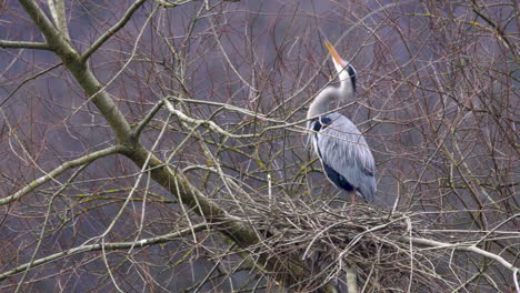 Adult-Grey-Heron-renovating-messy-stick-nest-for-upcoming-breeding-season,-static-shot