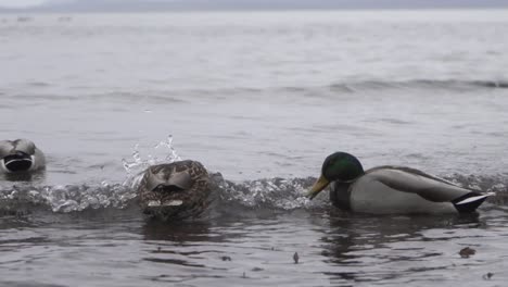Male-and-female-mallard-ducks-swimming-against-the-ocean-waves-during-winter-in-Victoria-BC-Canada