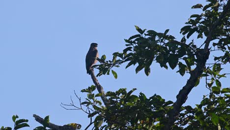 Crested-Schlangenadler,-Spilornis-Cheela,-4k-aufnahmen,-Kaeng-Krachan-Nationalpark,-Thailand