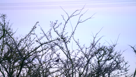 Fieldfare-birds-in-tree-on-overcast-and-grey-day