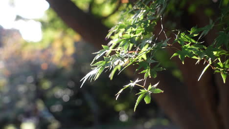 Grüne-Blätter-Aus-Japanischem-Ahorn,-Die-An-Einem-Sonnigen-Tag-Im-Park-Im-Wind-Schwanken
