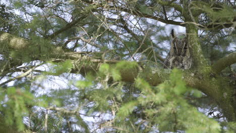 Statische-Aufnahme-Einer-Mysteriösen-Nördlichen-Waldohreule,-Die-Den-Betrachter-Beobachtet