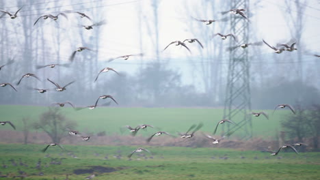 Flock-of-greylag-geese-flying-in-nature-reserve