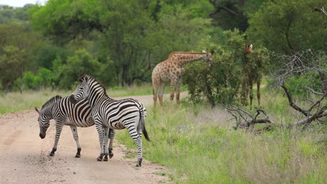 Wide-shot-of-two-zebras-standing-in-the-dirt-road-and-two-giraffes-feeding-in-the-background,-Kruger-National-Park