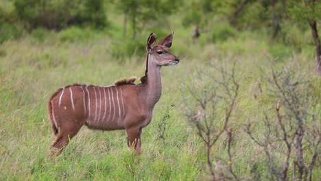 Wide-shot-of-a-female-Kudu-antelope-standing-alert-in-the-lush-green-grass-before-walking-off,-Kruger-National-Park