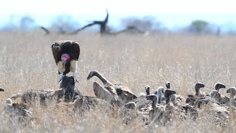 Wide-shot-of-a-lappet-faced-vulture-sitting-on-the-head-of-the-buffalo-carcass-surrounded-with-lots-of-white-backed-vultures-and-black-backed-jackals,-Kruger-National-Park