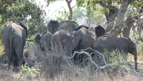 Wide-shot-of-a-herd-of-elephants-standing-in-the-shade-during-the-heat-of-the-day,-Kruger-National-Park