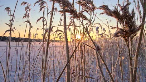 Handheld-first-person-perspective-walk-through-frozen-reeds-at-sunset-in-midwinter