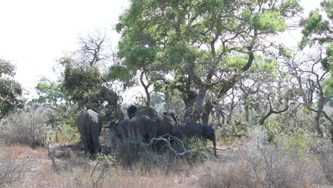 Extreme-wide-shot-of-a-herd-of-African-elephants-resting-in-the-shade-of-a-big-tree,-Kruger-National-Park