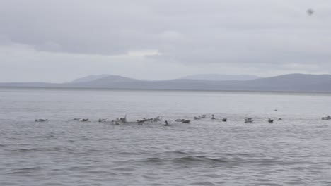 A-Group-of-seagulls-floating-in-the-ocean-at-the-base-of-a-mountain-range-in-Canada-during-winter