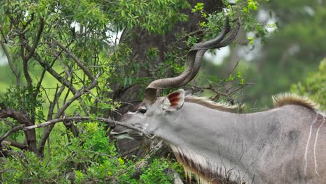 Primer-Plano-Medio-De-Un-Toro-Kudu-Alimentándose-De-Hojas-Verdes,-Parque-Nacional-Kruger
