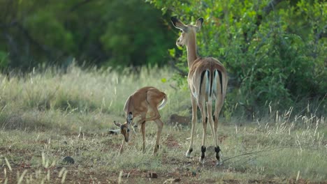 Wide-shot-of-a-female-Impala-standing-with-her-fawn-in-the-lush-green-grassland-in-Kruger-National-Park