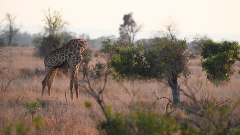 Wide-shot-of-a-male-giraffe-walking-through-the-dry-grassland-and-stopping-to-scratch-himself,-Kruger-National-Park