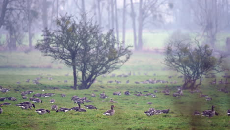 Flock-of-greylag-geese-feeding-in-wetland-nature-reserve