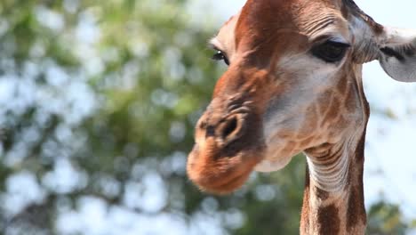 Extreme-close-up-of-a-giraffe's-head-while-the-animal-is-looking-around,-Kruger-National-Park