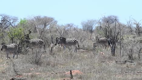 Wide-shot-of-a-herd-of-Plains-zebras-crossing-through-the-frame-in-the-dry-landscape-of-Kruger-National-Park
