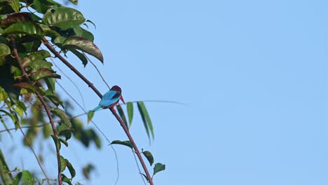 White-throated-Kingfisher,-Halcyon-smyrnensis,-4K-Footage