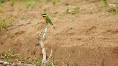 A-little-Bee-eater-perched-on-a-dead-branch-before-flying-off,-Kruger-National-Park