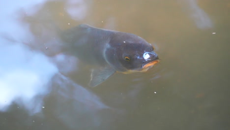 Koi-Fish-Peeking-Its-Head-Above-Water---Closeup-Shot