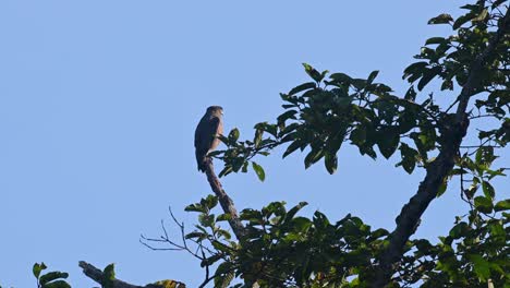 Crested-Serpent-Eagle,-Spilornis-cheela,-4K-Footage,-Kaeng-Krachan-National-Park,-Thailand