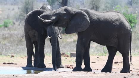 Full-body-shot-of-two-African-elephants-drinking-at-a-waterhole-in-Kruger-National-Park