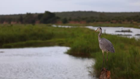 Wide-shot-of-a-grey-heron-perched-on-a-branch-above-a-waterhole,-Kruger-National-Park