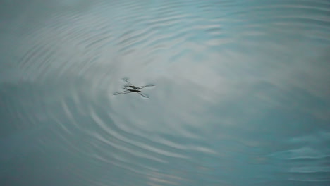 Water-Strider-Jumps-On-Water-Surface-With-Reflection,-close-up,-static-shot