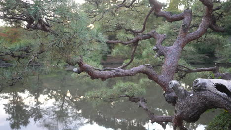 Nahaufnahme-Einer-Japanischen-Kiefer-Im-Nationalgarten-Shinjuku-Gyoen-In-Tokio-Mit-Reflexionen-Auf-Teichwasser,-Statischer-Schuss