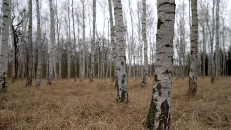 birch-grove-with-long-yellow-grass-on-a-cloudy-day,-truck-right