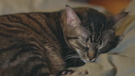 Adorable-Tabby-Cat-Sleeping-Curled-Up-On-The-Couch